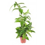 Драцена суркулоза, d 17 h 60 см (kastd)