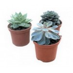 Эхеверия микс, d 5 h 8 см (kastd) Эхеверия микс, d 5 h 8 см (kastd)