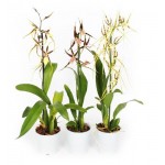 Орхидея Цветы Московского Брассия микс, d 12 h 50 см (kastd) Орхидея Цветы Московского Брассия микс, d 12 h 50 см (kastd)