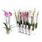 Орхидея Цветы Московского Фаленопсис 3 ветки, d 12 см (kastd) Орхидея Цветы Московского Фаленопсис 3 ветки, d 12 см (kastd)