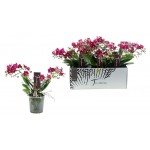 Орхидея Цветы Московского Фаленопсис Фриданзо микс, 1 шт (kastd) Орхидея Цветы Московского Фаленопсис Фриданзо микс, 1 шт (kastd)