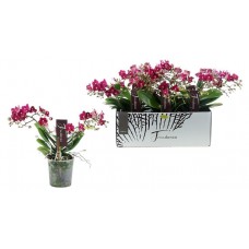 Орхидея Цветы Московского Фаленопсис Фриданзо микс, 1 шт (kastd) в магазинах Ашан