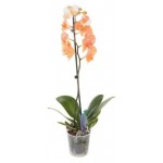 Орхидея Цветы Московского Фаленопсис оранжевая 1ветка,d 12 см (kastd) Орхидея Цветы Московского Фаленопсис оранжевая 1ветка,d 12 см (kastd)