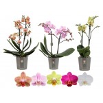 Орхидея Цветы Московского Фаленопсис мультифлора, d 12 см (kastd) Орхидея Цветы Московского Фаленопсис мультифлора, d 12 см (kastd)