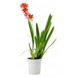 Камбрия Цветы Московского Нелли айлер, d 12 h 50 см (kastd) Камбрия Цветы Московского Нелли айлер, d 12 h 50 см (kastd)