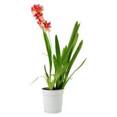 Камбрия Цветы Московского Нелли айлер, d 12 h 50 см (kastd) в магазинах Ашан Камбрия Цветы Московского Нелли айлер, d 12 h 50 см (kastd) в магазинах Ашан