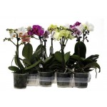 Орхидея Цветы Московского Фаленопсис, d 12 см (kastd) Орхидея Цветы Московского Фаленопсис, d 12 см (kastd)