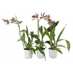 Орхидея Цветы Московского Зигопеталум, d 12 h 40 см (kastd) Орхидея Цветы Московского Зигопеталум, d 12 h 40 см (kastd)