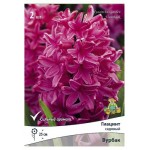 Луковица Поиск Гиацинт Вурбак, 2 шт (kastd)