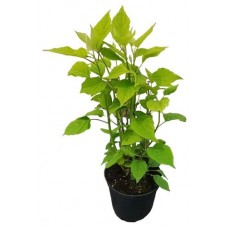 Гортензия Venev Древовидная Аннабель С2/C3, h 40-60 см в магазинах Ашан