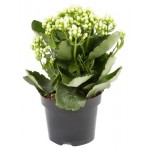 Каланхоэ в плошке, d 23 см h 30 см (kastd) Каланхоэ в плошке, d 23 см h 30 см (kastd)