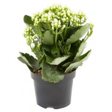 Каланхоэ в плошке, d 23 см h 30 см (kastd) в магазинах Ашан Каланхоэ в плошке, d 23 см h 30 см (kastd) в магазинах Ашан