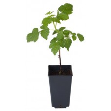 Малина Nali Гусар С2 (kastd) в магазинах Ашан