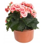 Бегония премиум (kastd) Бегония премиум (kastd)