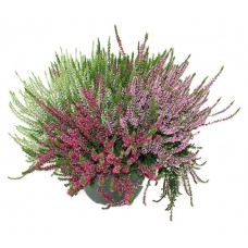 Вереск ЕИС Логистик каллуна гарден гел трио, d 11 h 20 см (kastd) в магазинах Ашан