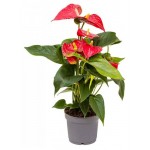 Антуриум Цветы Московского микс, d 12 h 45 см (kastd) Антуриум Цветы Московского микс, d 12 h 45 см (kastd)