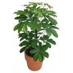 Шеффлера ЕИС Логистик, d 13 h 30 см (kastd) Шеффлера ЕИС Логистик, d 13 h 30 см (kastd)