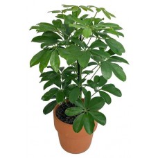 Шеффлера ЕИС Логистик, d 13 h 30 см (kastd) в магазинах Ашан