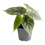 Алоказия Драгон, d 21 см (kastd) Алоказия Драгон, d 21 см (kastd)