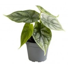 Алоказия Драгон, d 21 см (kastd) в магазинах Ашан