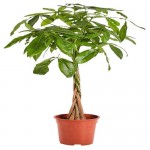 Пахира Акватика Цветы Московского, d 17 h 70 см (kastd) Пахира Акватика Цветы Московского, d 17 h 70 см (kastd)