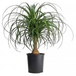 Нолина Цветы Московского, d 17 h 50 см (kastd) Нолина Цветы Московского, d 17 h 50 см (kastd)