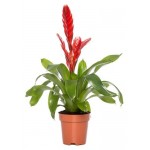 Вриезия, d 9 h 40 см (kastd)