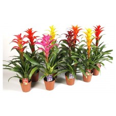 Гузмания, d 12 h 40 см (kastd) в магазинах Ашан