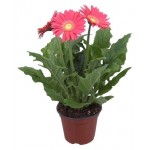 Гербера микс, d 11 h 25 см (kastd)