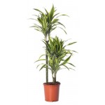 Драцена Лемон Лайм, d 17 h 70 см (kastd)