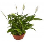 Спатифиллум Шопен, d 17 h 30 см (kastd) Спатифиллум Шопен, d 17 h 30 см (kastd)