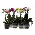 Орхидея Цветы Московского Фаленопсис 2 ветки, d 12 см (kastd) Орхидея Цветы Московского Фаленопсис 2 ветки, d 12 см (kastd)