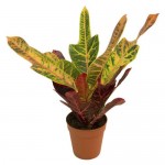 Кодиеум Тепличный комбинат, d 12 см (kastd) Кодиеум Тепличный комбинат, d 12 см (kastd)