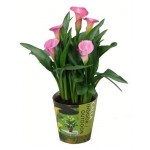 Калла Калужский цветочный холдинг микс, d 15 см (kastd) Калла Калужский цветочный холдинг микс, d 15 см (kastd)