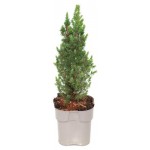 Ель Цветы Московского Глаука Десембер, d 13 h 35 см (kastd) Ель Цветы Московского Глаука Десембер, d 13 h 35 см (kastd)