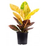 Кодиеум Тепличный комбинатПетра, d 15 см (kastd) Кодиеум Тепличный комбинатПетра, d 15 см (kastd)