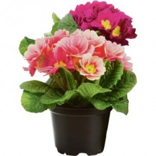 Примула D10 в магазинах Авоська