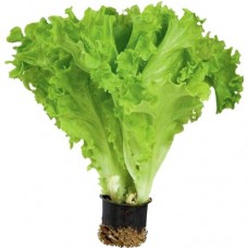 Салат в горшочке 1 шт. в магазинах Авоська