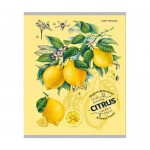 Тетрадь, А5, 80 листов, в ассортименте Тетрадь, А5, 80 листов, в ассортименте