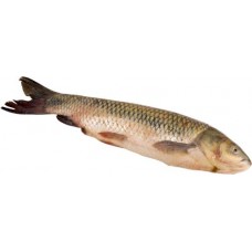 Амур белый непотрошеный, весовой в магазинах Лента