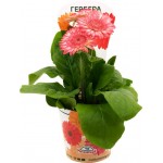 Растение горшечное Гербера d=11см