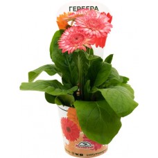 Растение горшечное Гербера d=11см в магазинах Лента