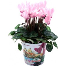 Растение горшечное Цикламен d=11см в магазинах Лента