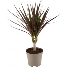 Растение горшечное Драцена Маргината d=11см в магазинах Лента