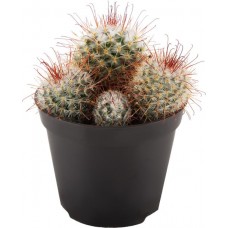 Растение горшечное Кактус микс d=9см в магазинах Лента