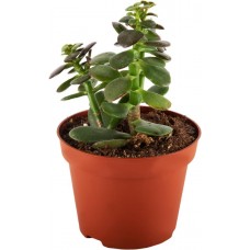 Растение горшечное Крассула микс d=10см в магазинах Лента