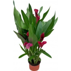Растение горшечное Калла d=12см, микс сортов в магазинах Лента
