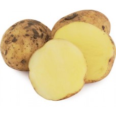 Картофель белый молодой, весовой в магазинах Лента