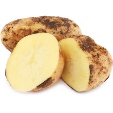 Картофель отборный, весовой в магазинах Лента