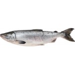 Кета замороженная ЛЕНТА FRESH потрошеная с головой, весовая Кета замороженная ЛЕНТА FRESH потрошеная с головой, весовая